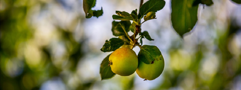 Appletree