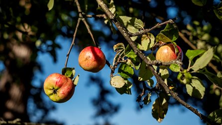 Apples